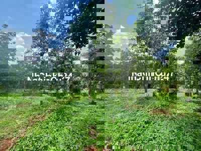 Chủ bán gấp mảnh vườn hổn hợp DT 16200m2(1ha6) giá 980tr thương lượng