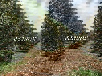 chủ kẹt tiền trả nợ bán vườn sầu riêng 4 năm tuổi DT 3000m2 giá 395tr