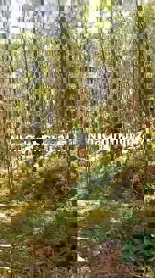 Chính chủ cần tiền bán  2,5 hecta rừng keo trồng hơn 4 năm