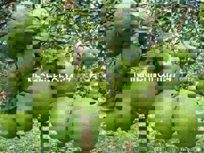 Chính chủ BÁN ĐẤT VƯỜN TRÁI CÂY ĐẸP TẠI PHÚ TÂN, ĐỊNH QUÁN, Đồng Nai –