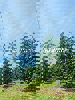 Chính chủ bán vườn sầu riêng 2079m2 phủ hồng gần DT 741- Bình Dương