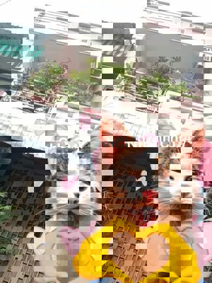 🏡 CHÍNH CHỦ BÁN NHÀ ĐẸP–BHH A, BÌNH TÂN–48M²–BTCT–HẺM XE HƠI–CHỈ 5TỶ 🚗