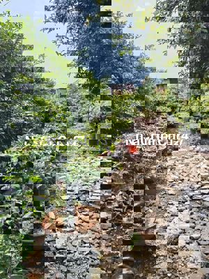 Đất THỔ CƯ Mặt tiền đường THẠNH LỘC 37,Q12,dt 1173m2 (12mx100m) 11,5Tỷ