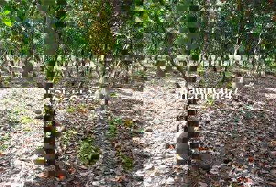 Siêu phẩm nhà vườn 1500 m2 có sẵn 100 m2 thổ cư tại Bình Dương