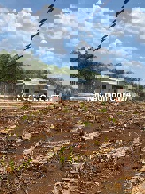 Kiếm Đâu Ra 2 xào Sông Trầu Có 100m2 Thổ cư có 1 căn nhà cấp 4 kiên cố