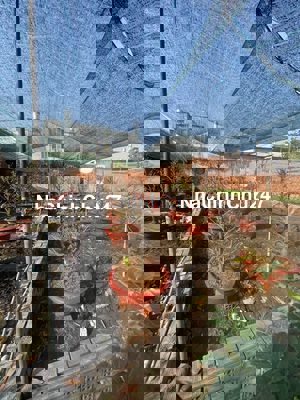 Đất THỔ CƯ đường BÙI VĂN NGỮ,pHIỆP THÀNH,Q12, dt 100m2 (5mx20m). 4,2Tỷ