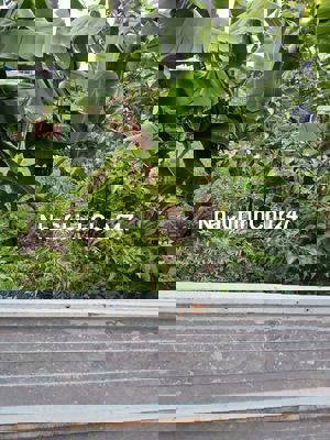 Đất FULL THỔ CƯ đường THẠNH LỘC 29,p TL, Q12, dt 88,7m2 (5mx18m) 4,6Tỷ