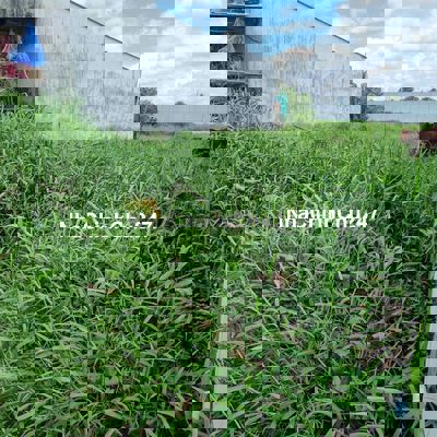 Bán đất 114m2 thổ cư sổ hồng riêng