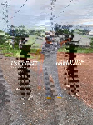 chủ ngộp cần bán gấp trong tuần LH ***