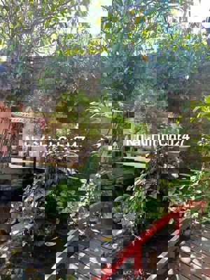 Bán quán cafe mặt tiền đường Đinh Tiên Hoàn Thị Trấn Liên Nghĩa