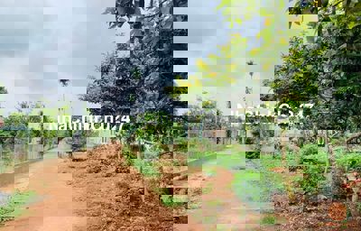 Bán 12000m2 đất vườn mít,sầu riêng ở Tân Phú,Đồng Nai,có 600m2 thổ cư