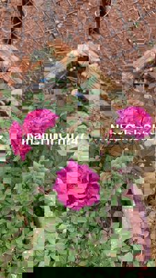 Cần bán rẫy sầu riêng đã có thổ cư mặt tiền đường nhựa