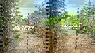 hơn 1,1sào tặng kèm nhà sau trường Nơ Trang Lơng buôn Tiêu 650tr