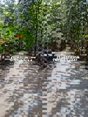 CHỦ CẦN BÁN 1,5000 M2, XÃ AN BÌNH, PHÚ GIÁO, BÌNH DƯƠNG.