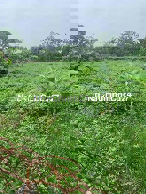 Chính chủ cần bán gấp