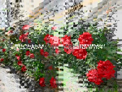 Bán lô đất 6.5x28m, 2mt hẻm 3m, cách HXH 15m, sát chợ Lạc Quang, Q12