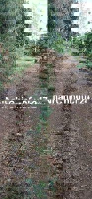 HẠ GIÁ 4.9 TỶ CHỈ CÒN 3.8 TỶ BÁN NHANH 6.8 SÀO KHÁNH XUÂN 2 MẶT TIỀN