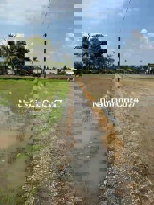 CHÍNH CHỦ bán nền đất lúa 1000m2, Tân Lân, Cần Đước