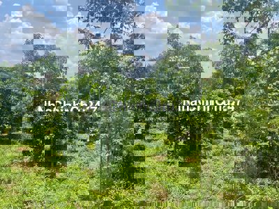 chính chủ gởi bán lô đất sát TP Đồng Xoài giá 650tr /6900m2 sổ sẳn