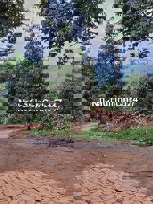 Đất vườn sầu riêng đang thu hoạch, cần ra gấp