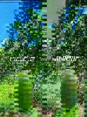 Bán vườn bưởi gấp/2000m2/195trieu