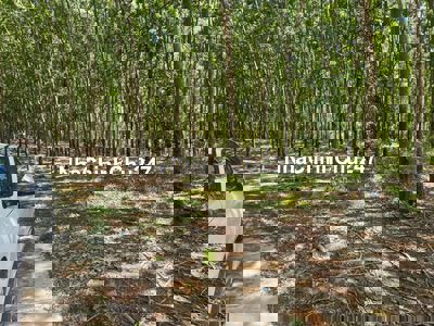 Hơn 1,1 héc ta cao su sát bên khu công nghiệp,đầu tư xây trọ 650 tr