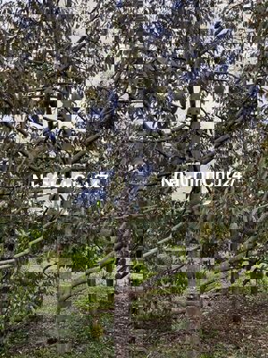 Cần bán đất rẫy 3ha7 trên 4 nguồn thu trên năm tại Gia Lai