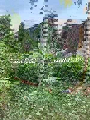 BÁN ĐẤT SỔ RIÊNG ĐẤT TRỒNG CẤY LÂU NẮM