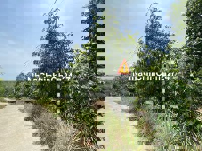 Cần bán gấp đất triền đồi có 53m mặt tiền