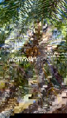 3000m² ĐẤT TRỒNG DỪA TẠI PHÚ KIẾT, CG, TG