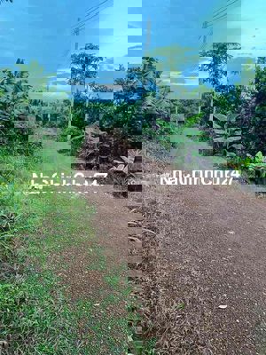 Bán 1000m2 đất vườn trái cây