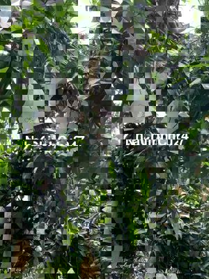 bán đất trồng cây lâu năm, đất trồng full xoài