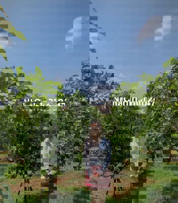 Vườn này không mua thì mua vườn nào... nhìn chỉ có mê