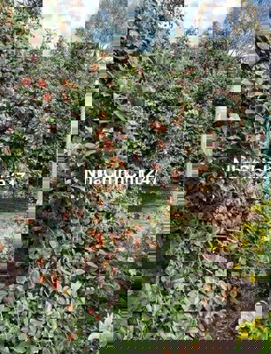 cân bán nhanh vườn chôm chôm đang thu hoạch