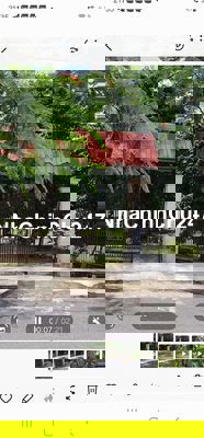 Vườn cây măng cụt đang ra trái