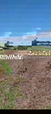 9 công 1 đất chà là. Du lịch vô tận nơi. Chỉ 299 triệu 1 công