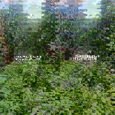 Bán đất nông nghiệp