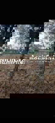 ĐẤT NÔNG NGHIỆP BÌA RIÊNG PHƯỜNG KHÁNH XUÂN GIÁ RẺ