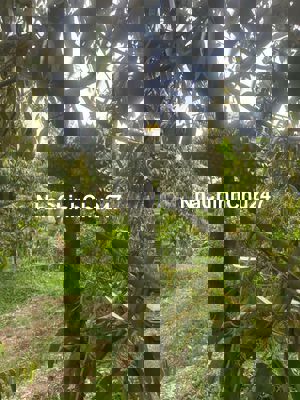 E bán đất vườn sầu riêng Bình Phước giá rẻ 320 triệu