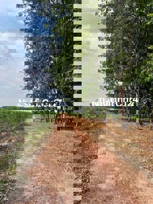 CHÍNH CHỦ CẦN BÁN 40000m2 ĐẤT DẦU TIẾNG BÌNH DƯƠNG GIÁ 29ty