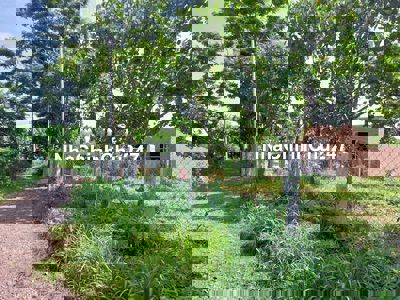 🔥 Chính Chủ Bán Gấp Vườn Mít Thái 1000m² – Chỉ 599 Triệu – Tại Phú Túc