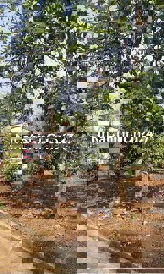 chính chủ cần bán 18000m2 đất vườn tại đắk lắk