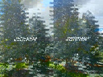 Bán vườn sầu riêng chính chủ