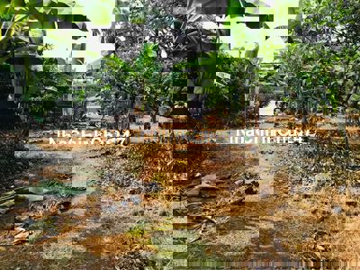 Chính chủ bán đất vườn giá ngộp 690 triệu diện tích vườn 3000m2