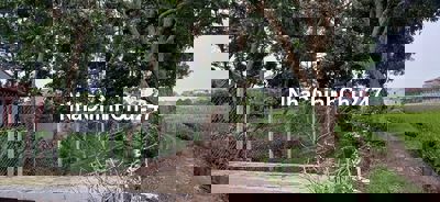 Chính chủ cần bán gấp đất Minh Châu - Yên Mỹ - Hưng Yên