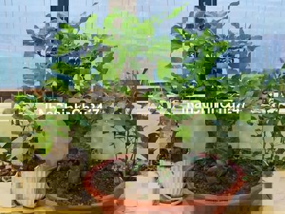 Chính chủ bán nhà phân lô trung tâm đắc địa Hà Đông, ngay chợ Hà Đông