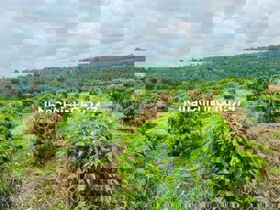 Chính Chủ Cắt Lỗ Bán Gấp Lô Đất Tại Tuy Đức- Đắk Nông