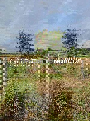 BÁN ĐẤT Ở Nông Thôn , Diện Tích 150m2 Thổ cư 100%