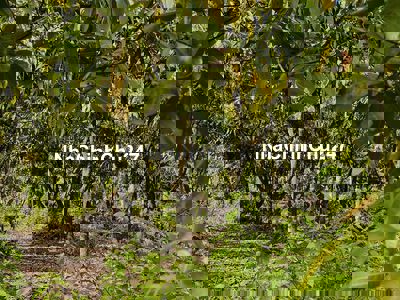 🌟LÔ GÓC 2 MẶT TIỀN CỰC ĐẸP – 2000M² – CHỈ 700 TRIỆU – CÓ SẴN NHÀ THÔ 🌿