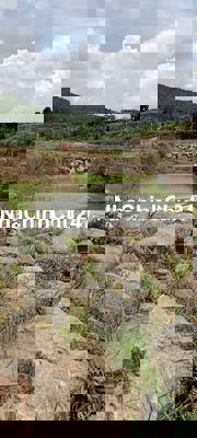 Bán đất Nông nghiệp Có Quy hoạch thổ cưa Tại Đơn Dương Lâm Đồng